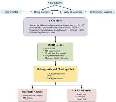 Causal associations between blood pressure and the risk of myocardial infarction: A bidirectional Mendelian randomization study